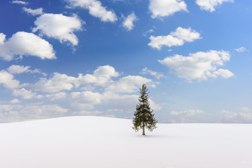 Biei, Japan At The Christmas Tree