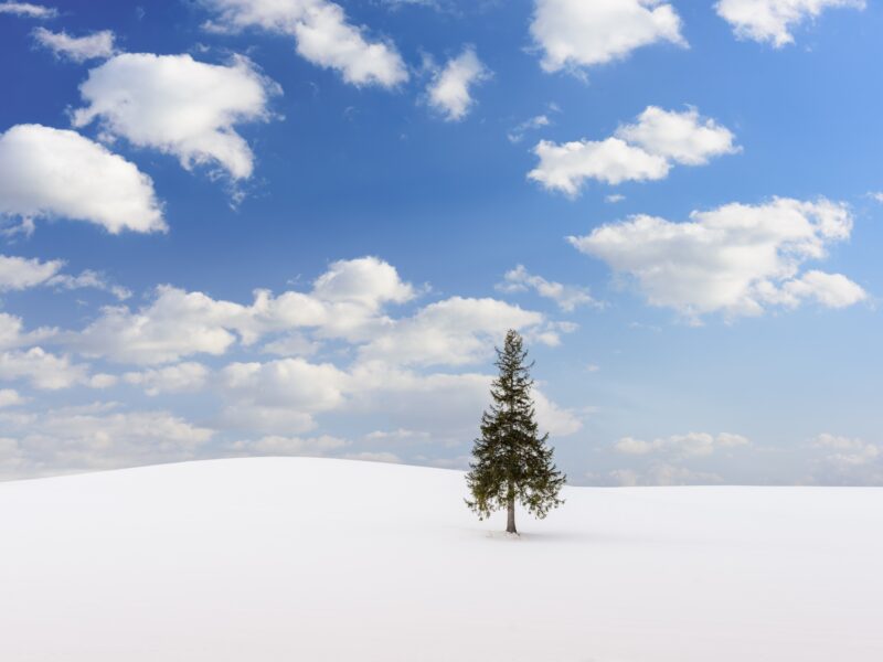 Biei, Japan at the Christmas Tree