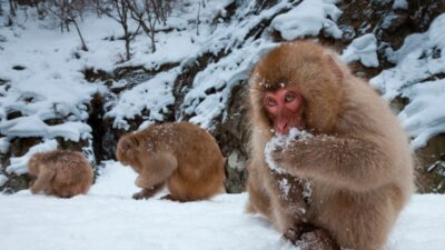 Japanese Prefectures