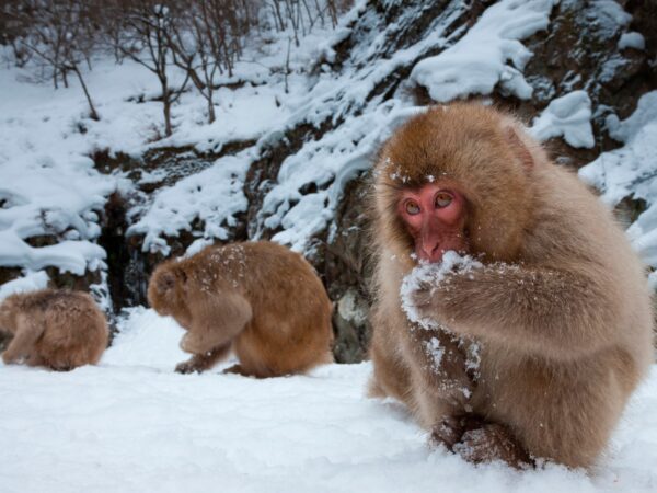 Japanese Prefectures