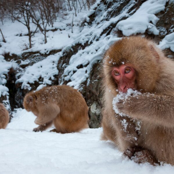 Japanese Prefectures