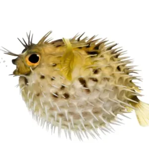 Picture of MRPMWoodman