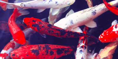 Hello Kitty designer steps down