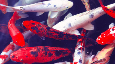 Hello Kitty designer steps down